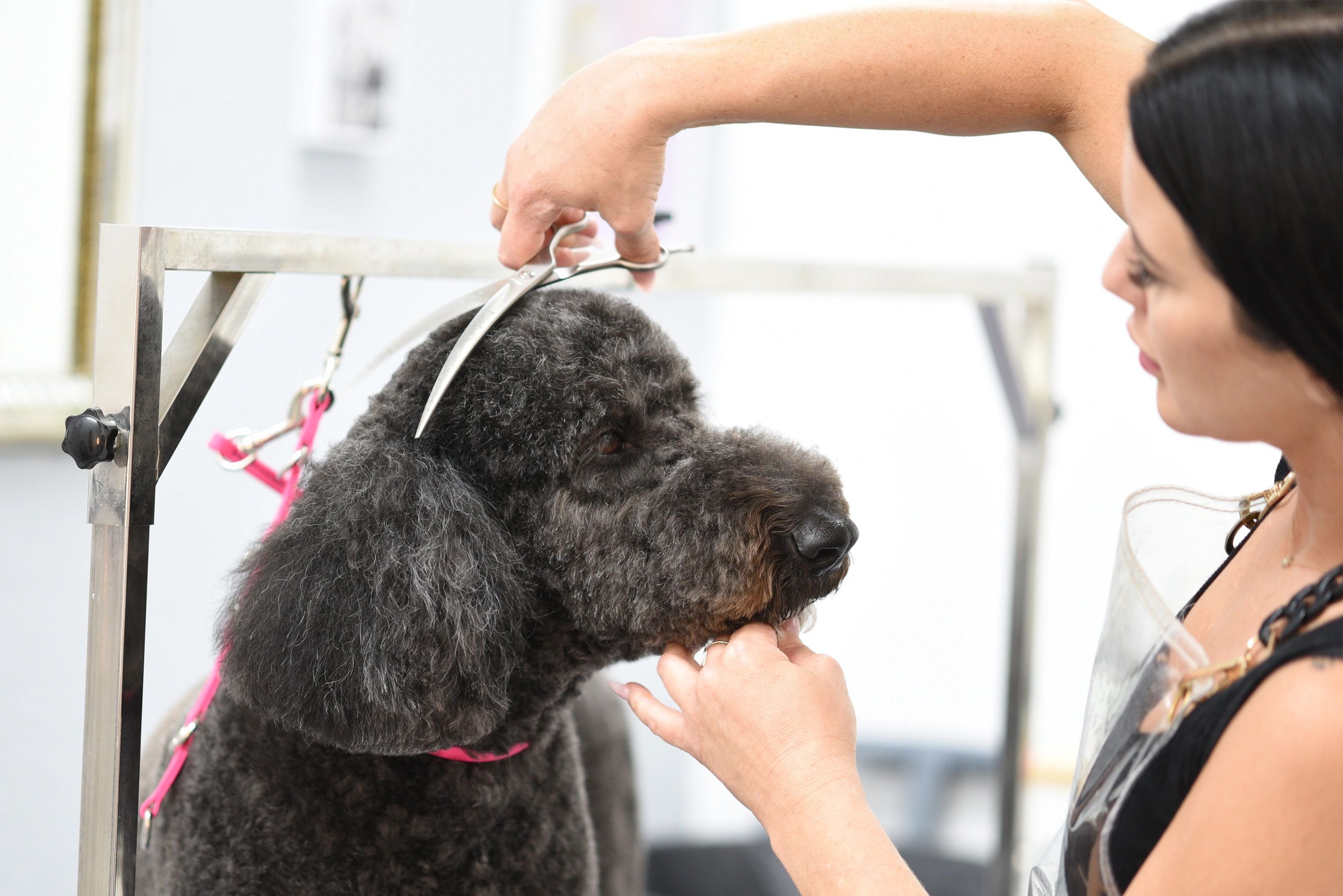 Luxury Pet Boutique & Grooming